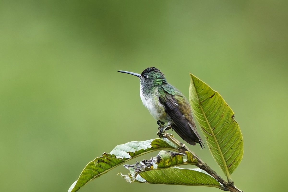 Andean Emerald - ML646890387