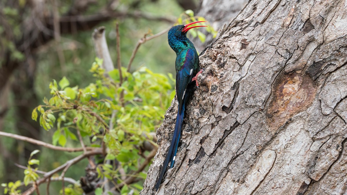 Green Woodhoopoe - ML646890388