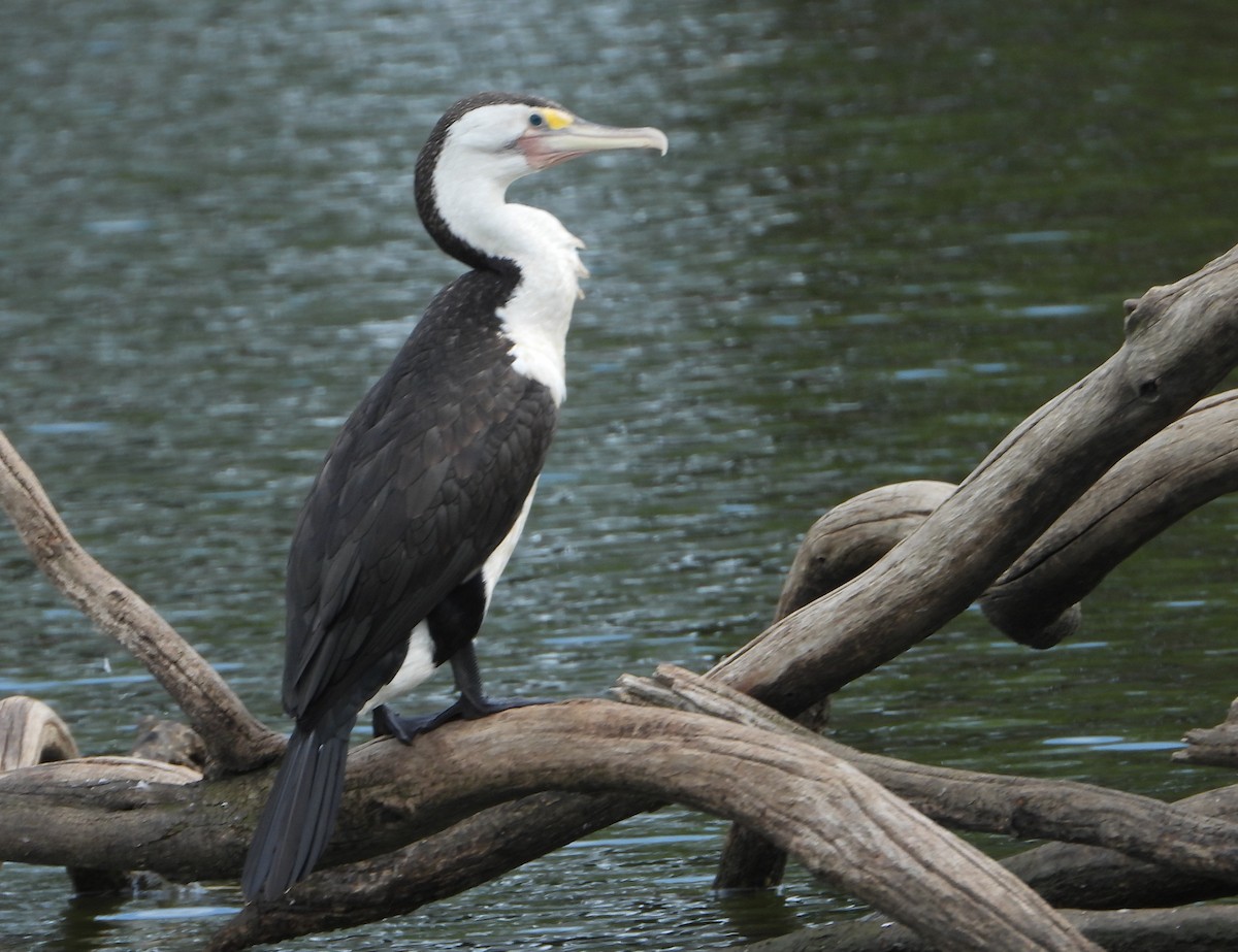 Pied Cormorant - ML646890389