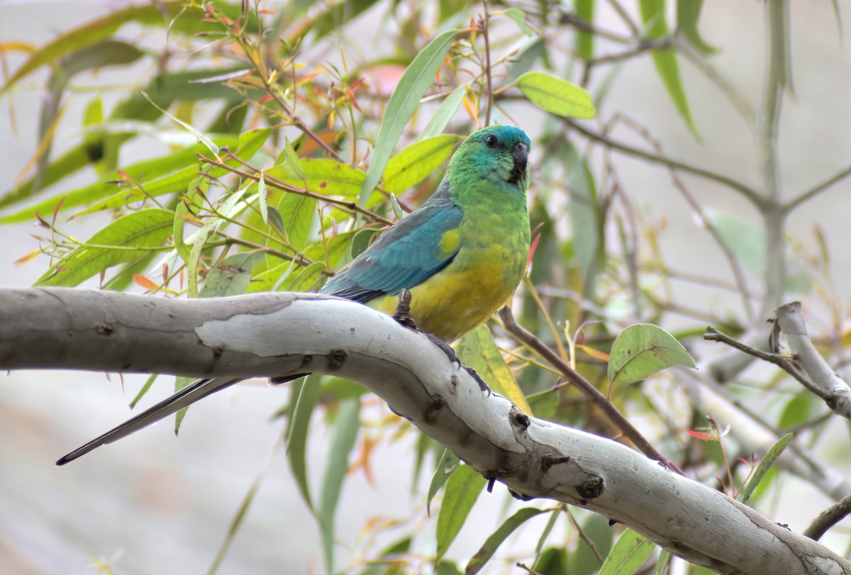 Red-rumped Parrot - ML646890390