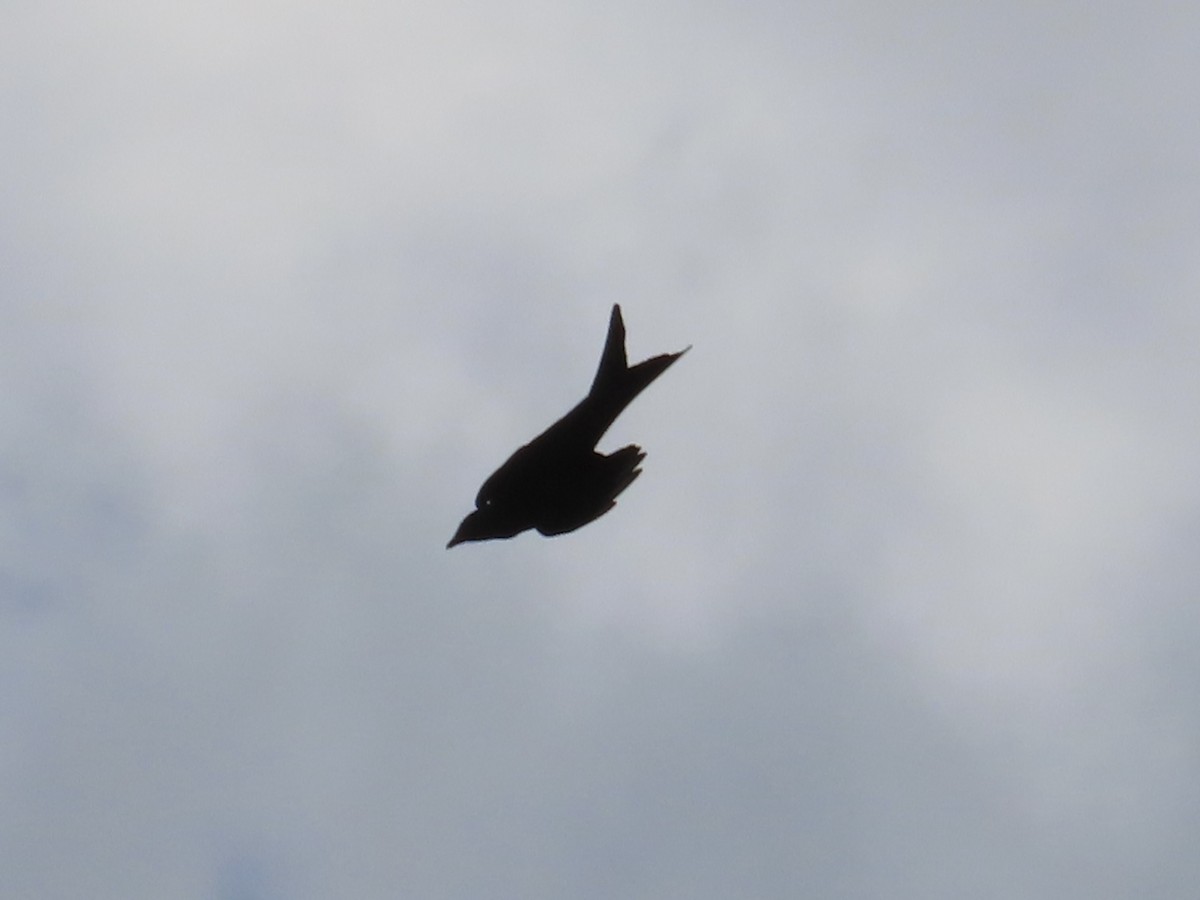 Black Drongo - ML646890391