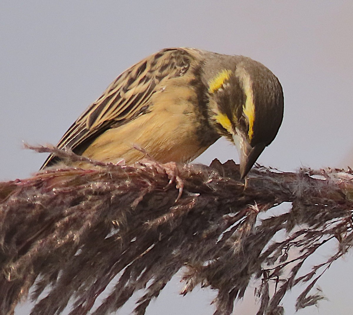 Black-breasted Weaver - ML646890392