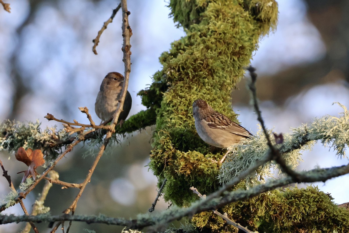 Golden-crowned Sparrow - ML646890393
