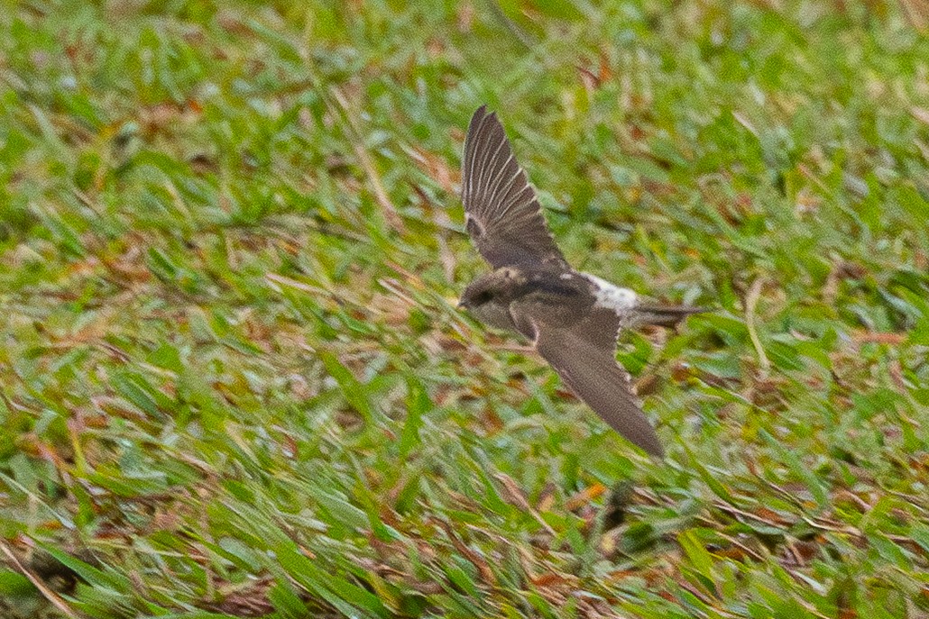 Western House-Martin - ML646890394
