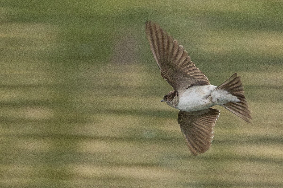 Western House-Martin - ML646890395