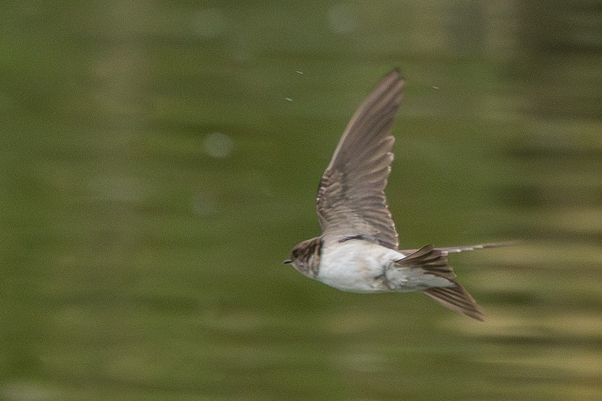 Western House-Martin - ML646890396