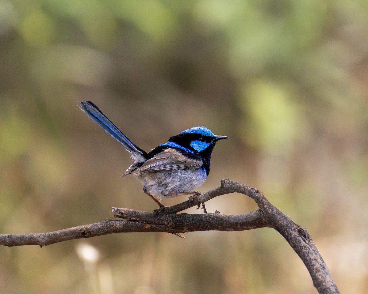Superb Fairywren - ML646890397
