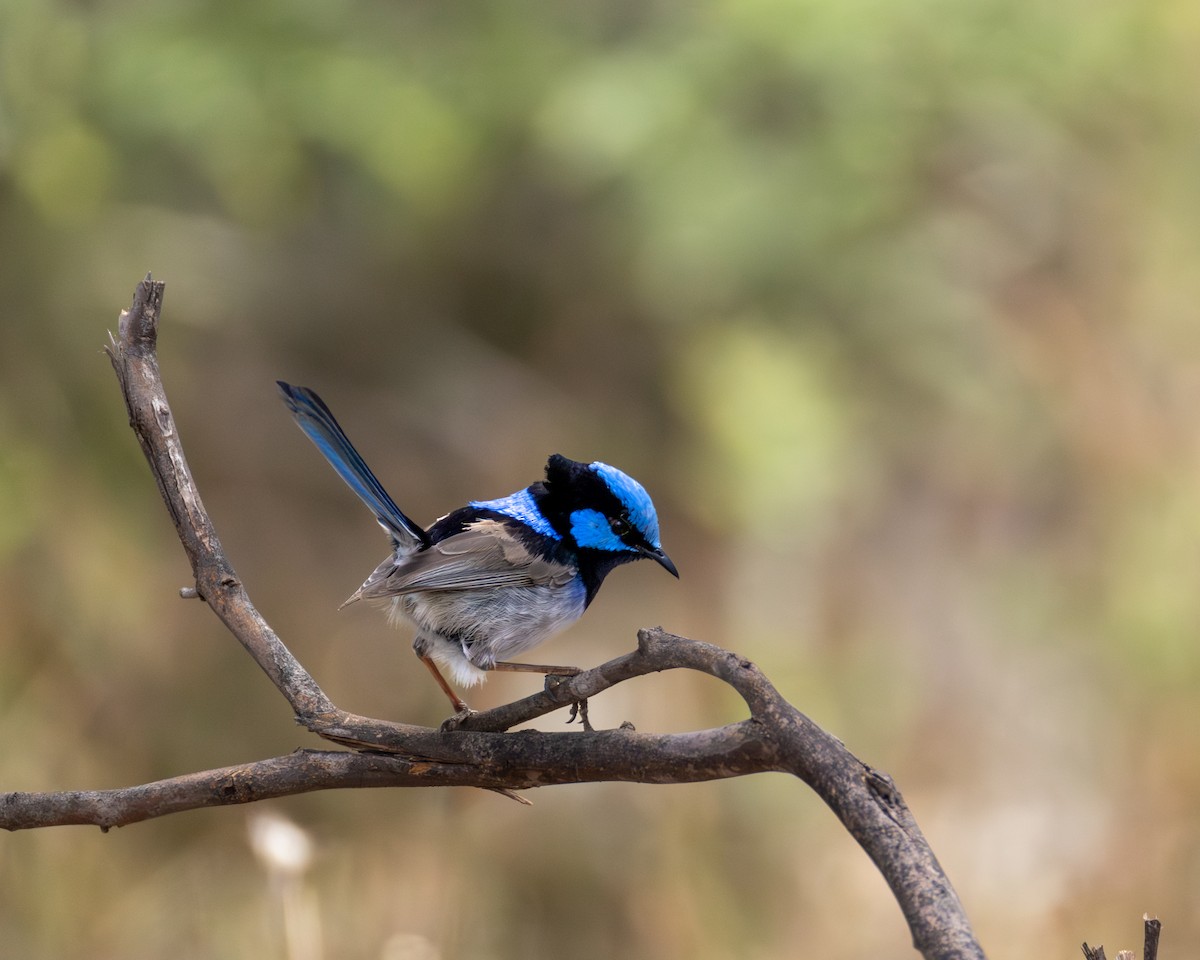 Superb Fairywren - ML646890398