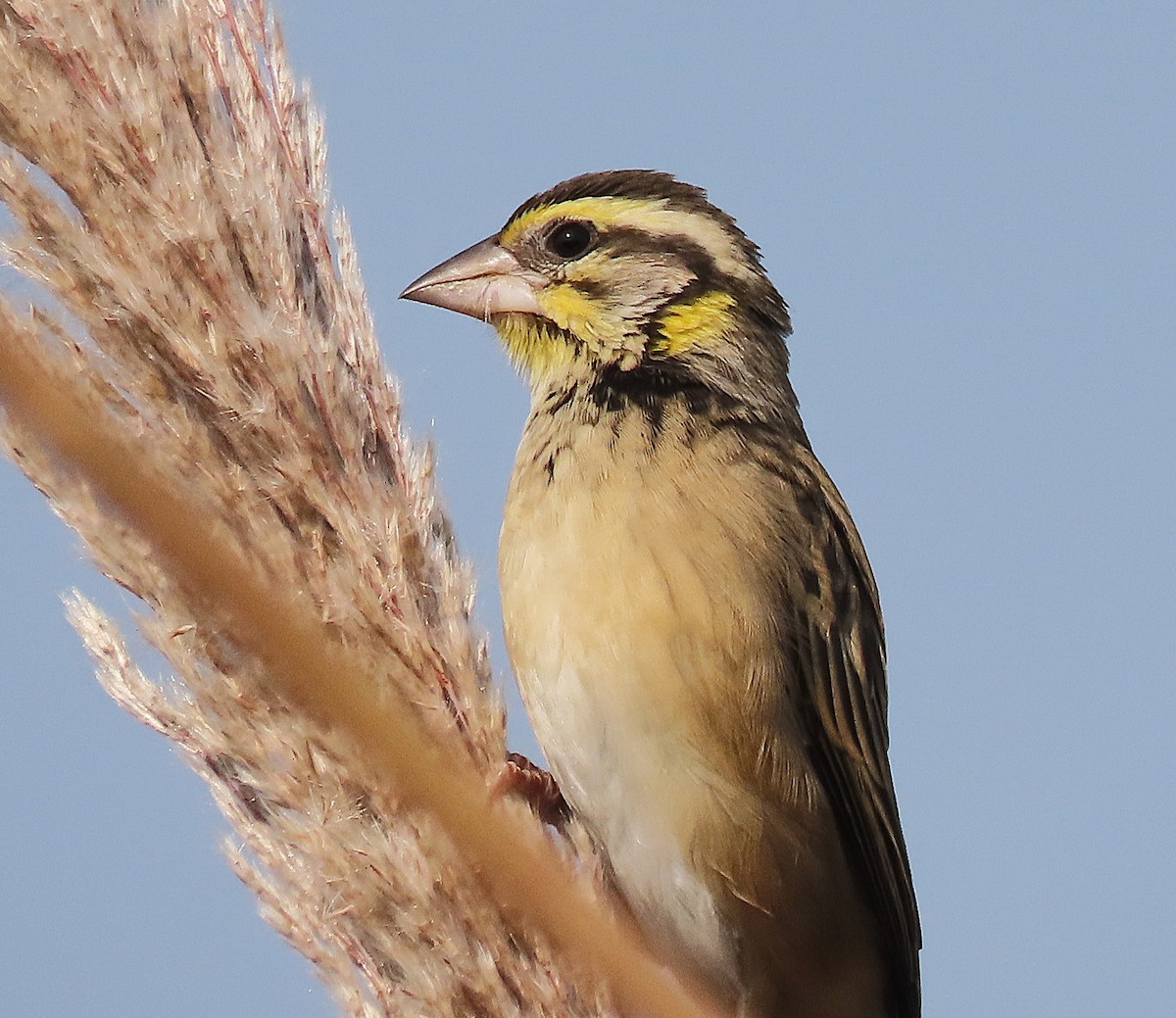 Black-breasted Weaver - ML646890399