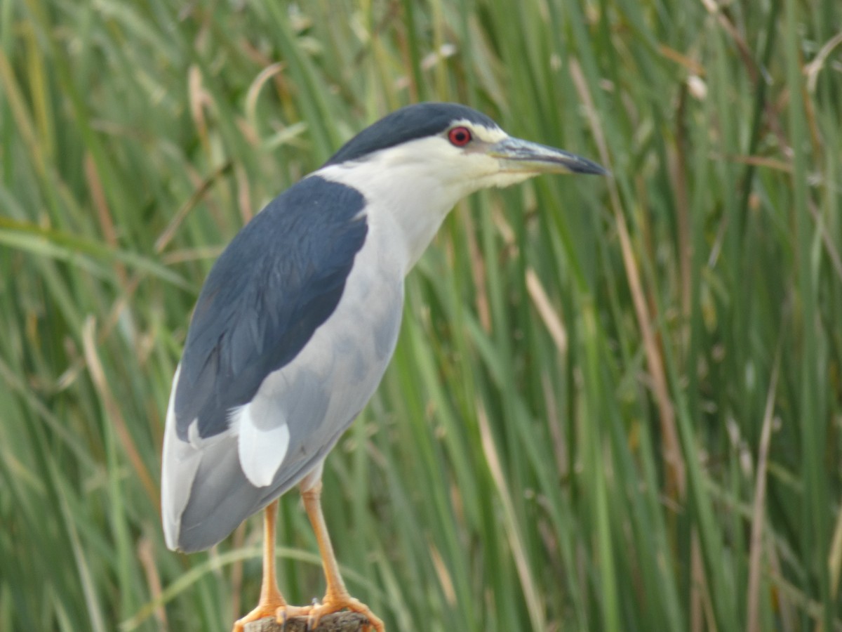 Квак звичайний - ML646890402