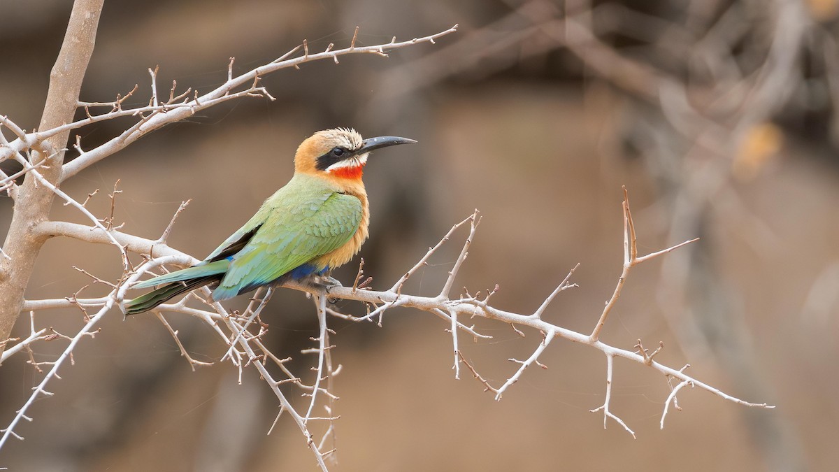 White-fronted Bee-eater - ML646890403