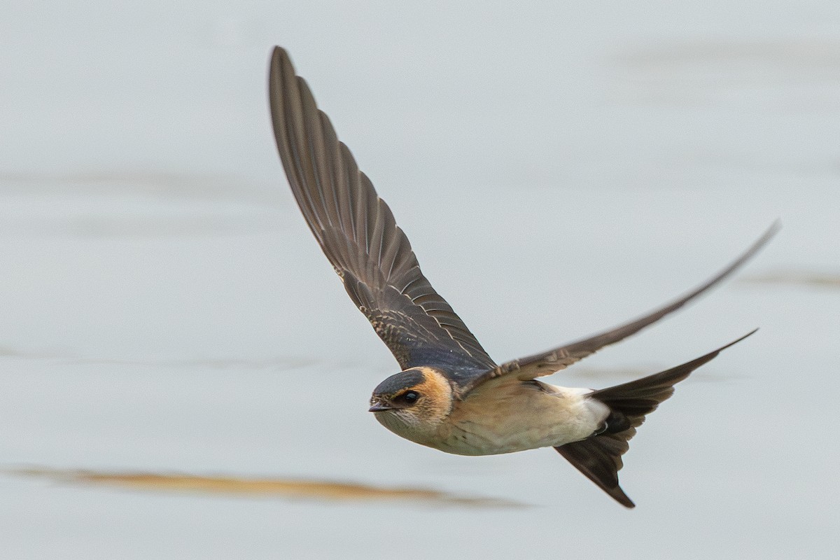 European Red-rumped Swallow - ML646890404