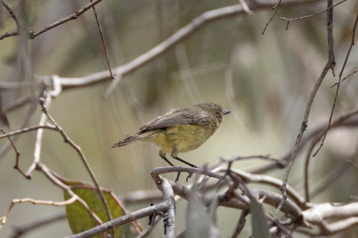 Yellow Thornbill - ML646890405