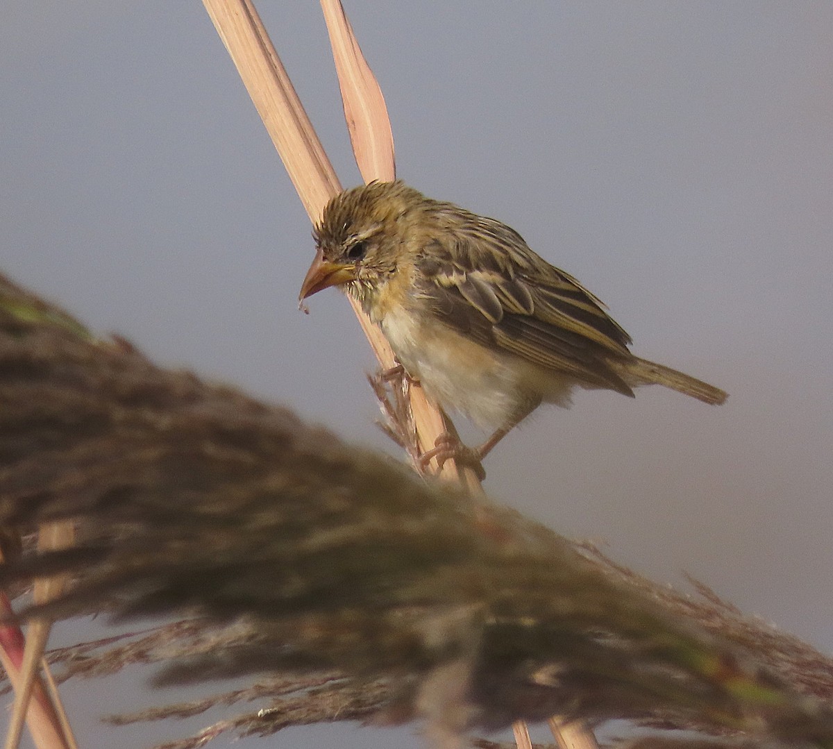 Baya Weaver - ML646890406