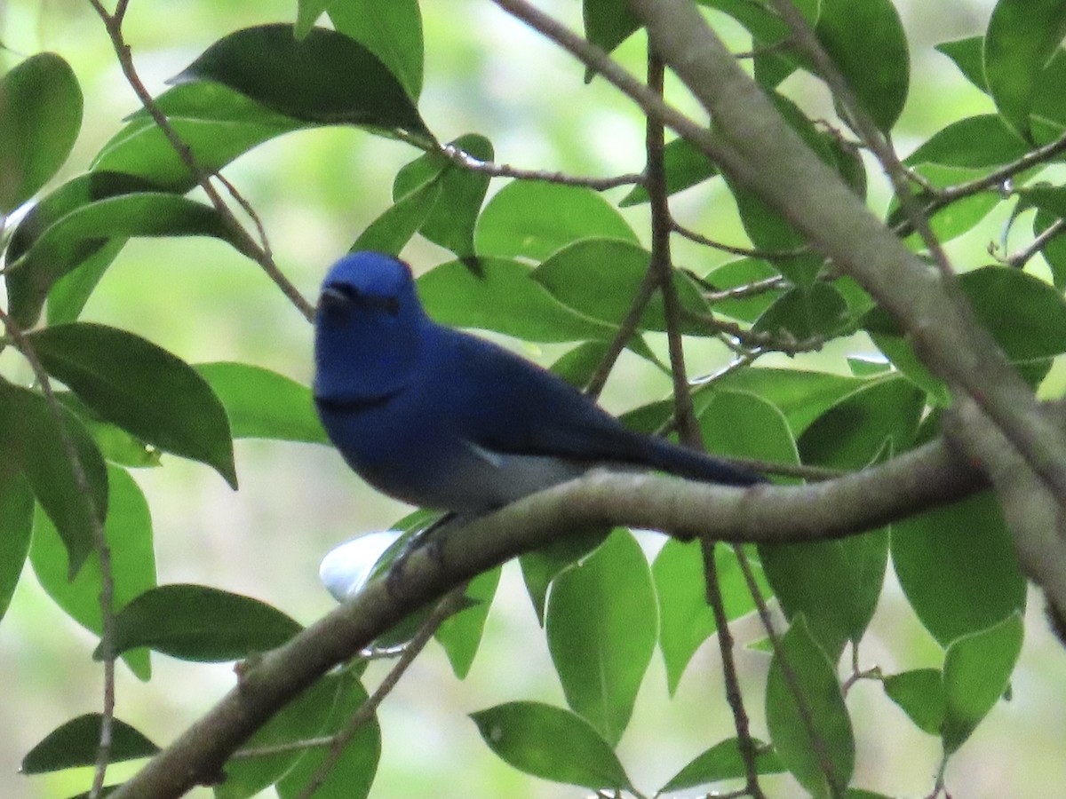 Black-naped Monarch - ML646890407