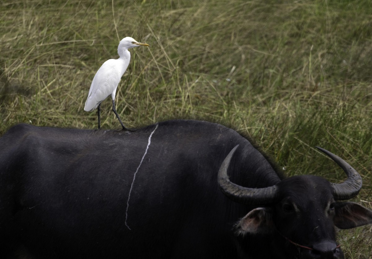 Eastern Cattle-Egret - ML646890409