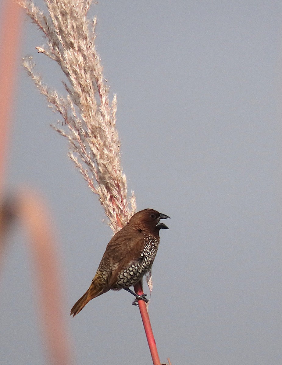 Scaly-breasted Munia - ML646890412