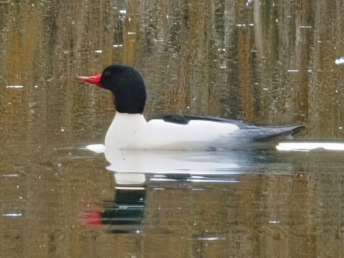 Zerra handia - ML646890413