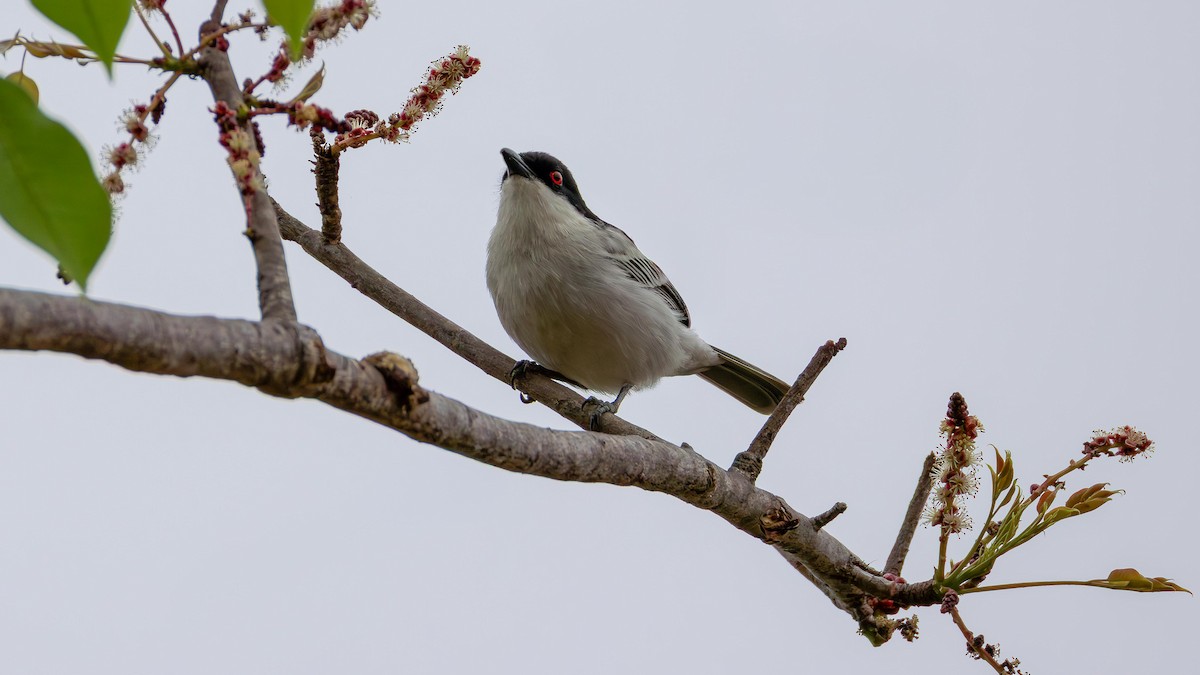 Black-backed Puffback - ML646890414