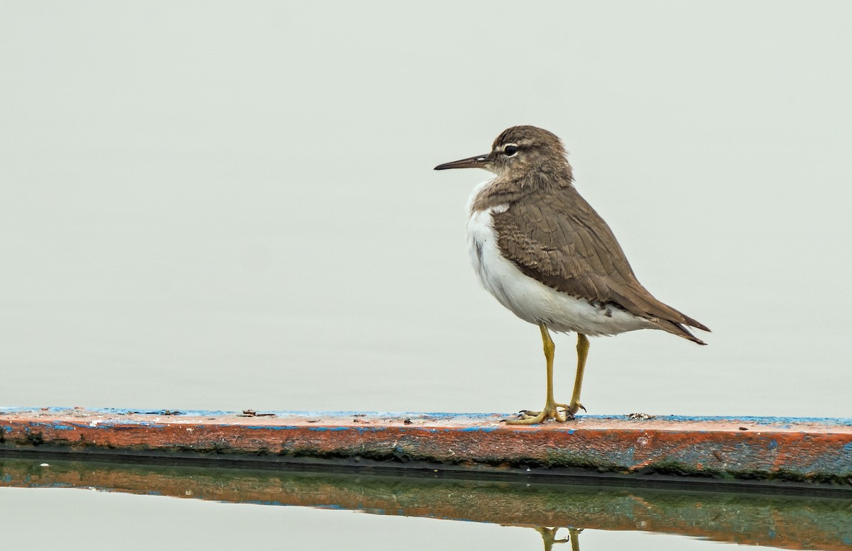 Drosseluferläufer - ML646890416