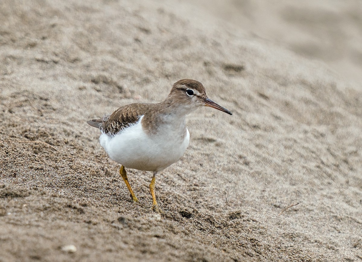 Drosseluferläufer - ML646890417