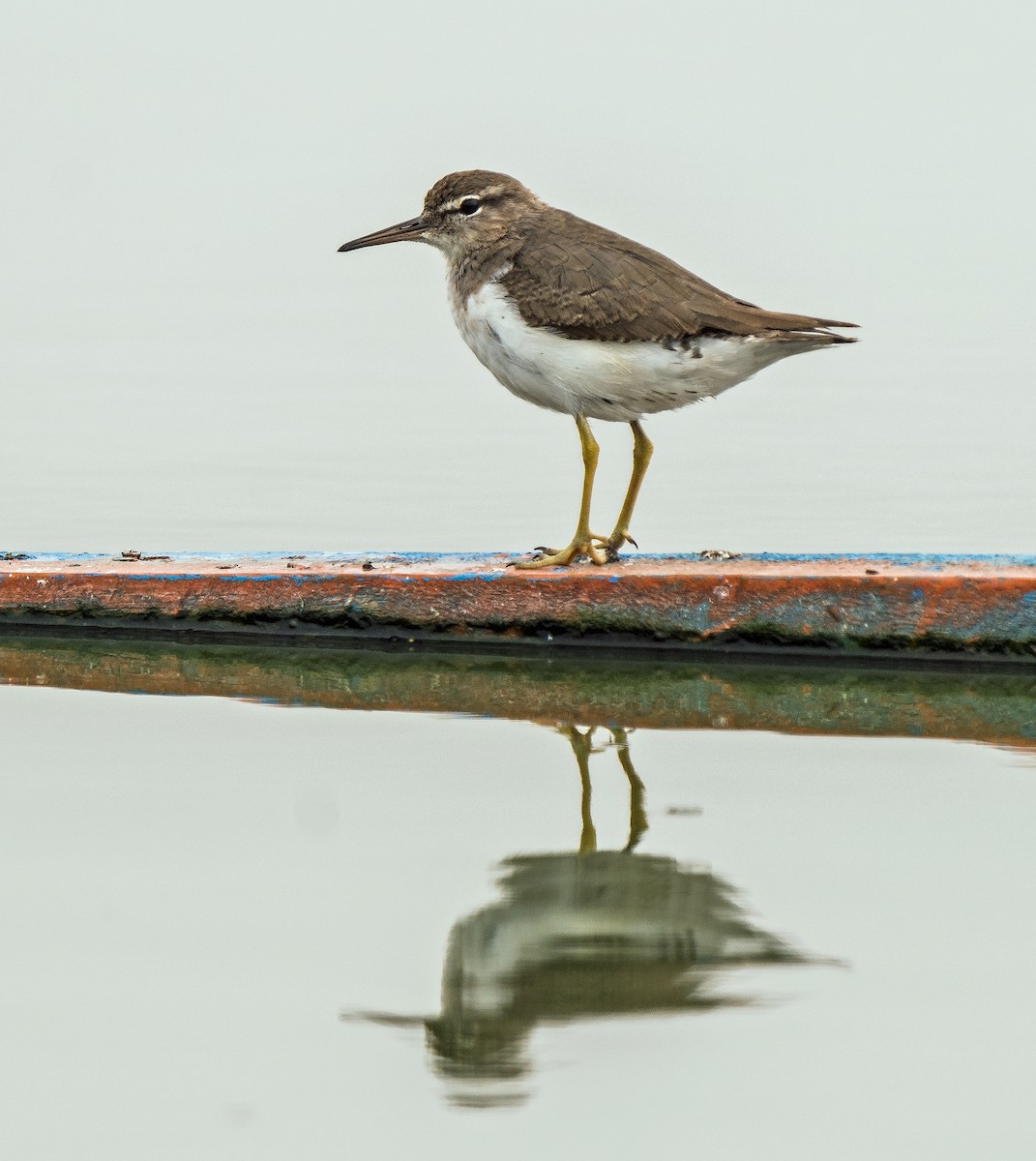 Drosseluferläufer - ML646890418