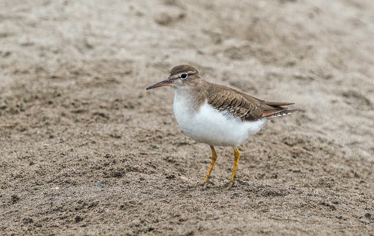 Drosseluferläufer - ML646890419