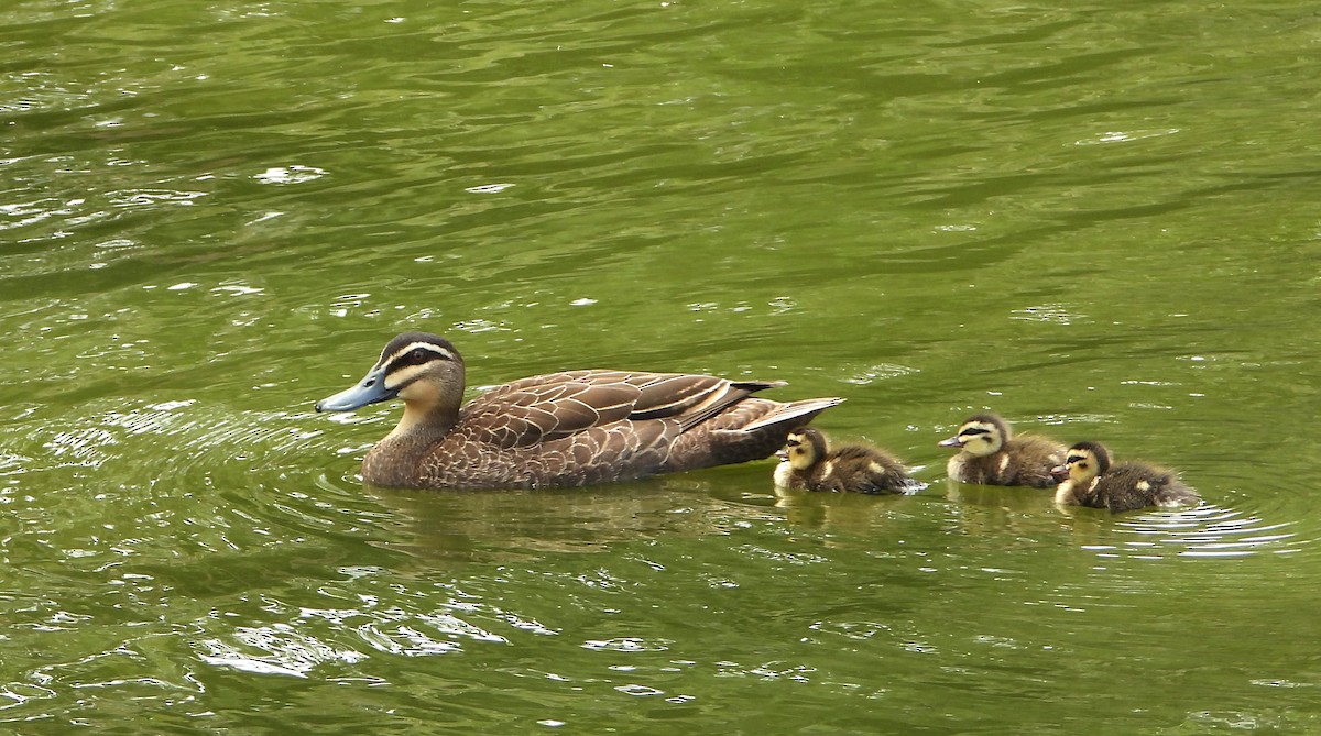 Augenbrauenente - ML646890420