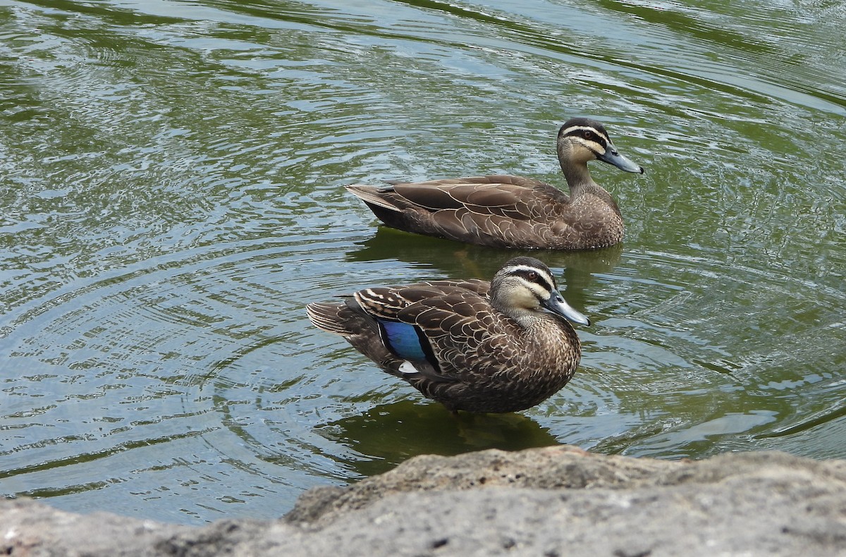 Augenbrauenente - ML646890421