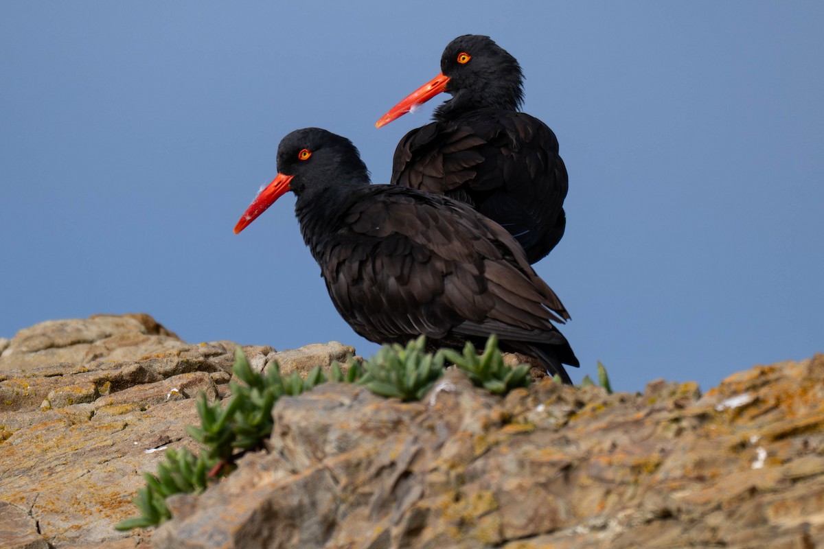 Black Oystercatcher - ML646890422