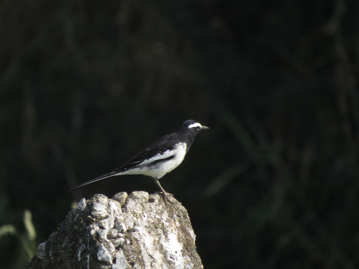 White-browed Wagtail - ML646890423