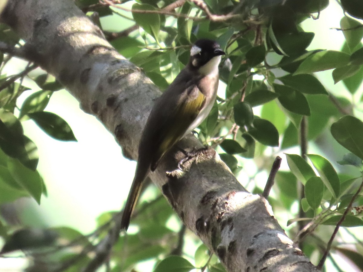 Нангиад бөлбөл - ML646890424