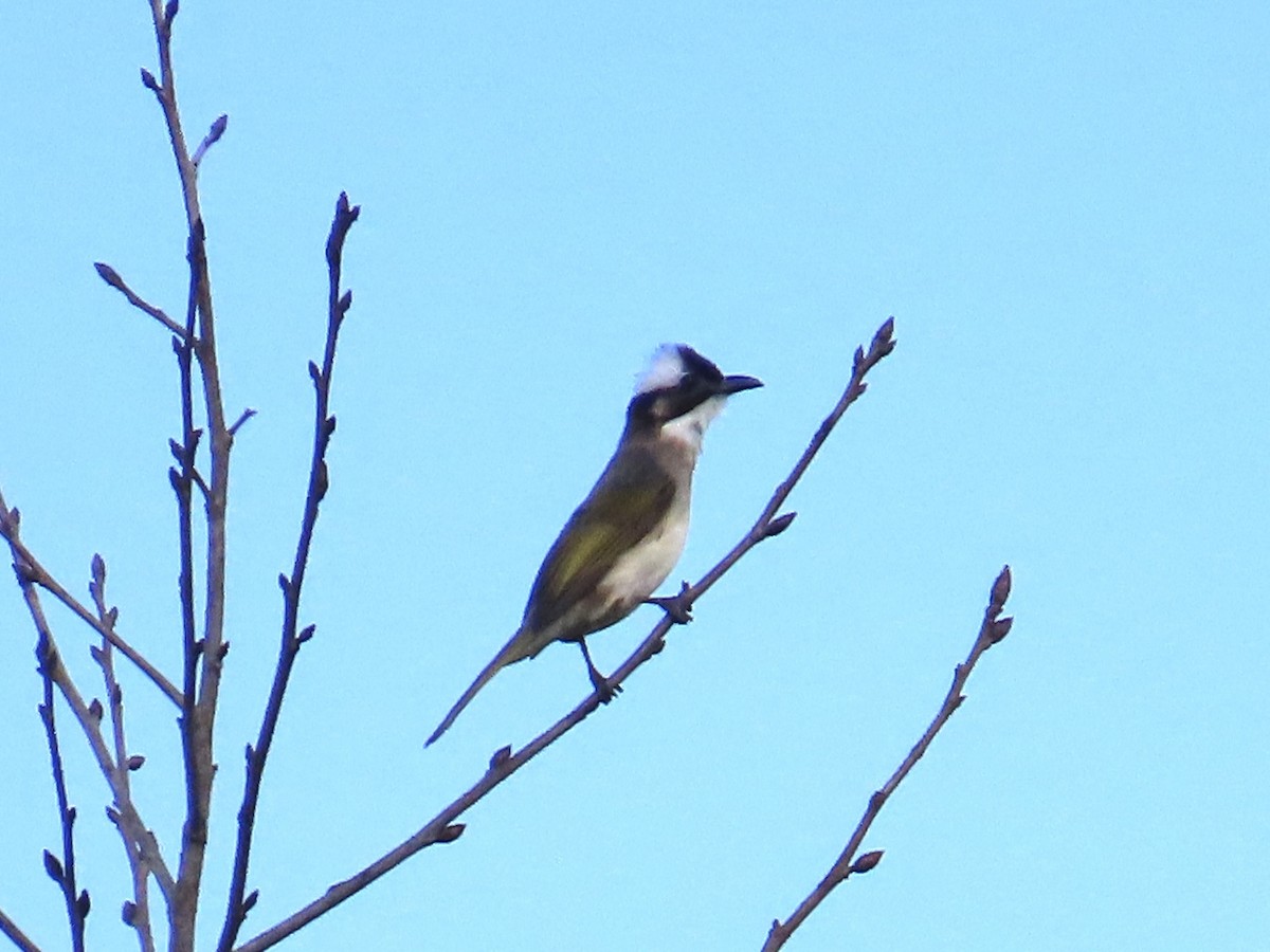 Нангиад бөлбөл - ML646890425