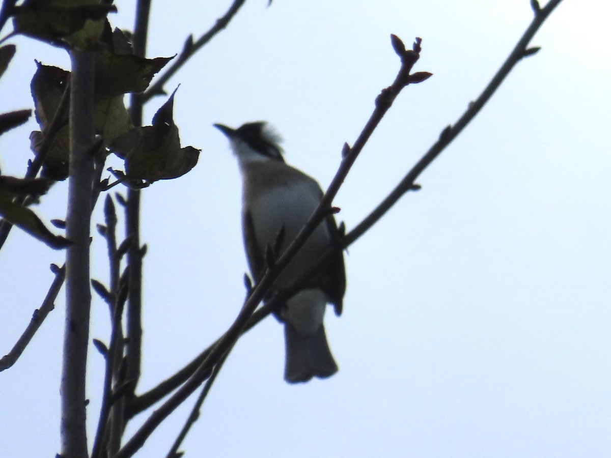 Нангиад бөлбөл - ML646890426