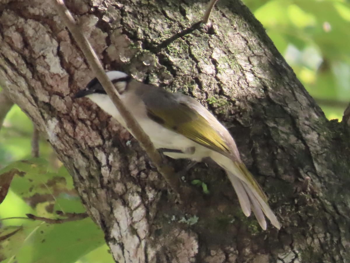 Нангиад бөлбөл - ML646890427