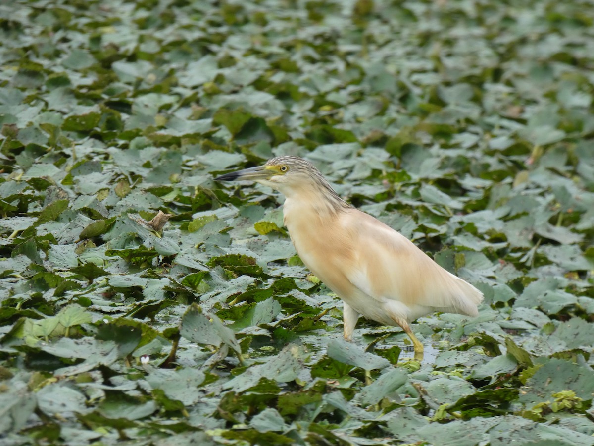 Чапля жовта - ML646890429