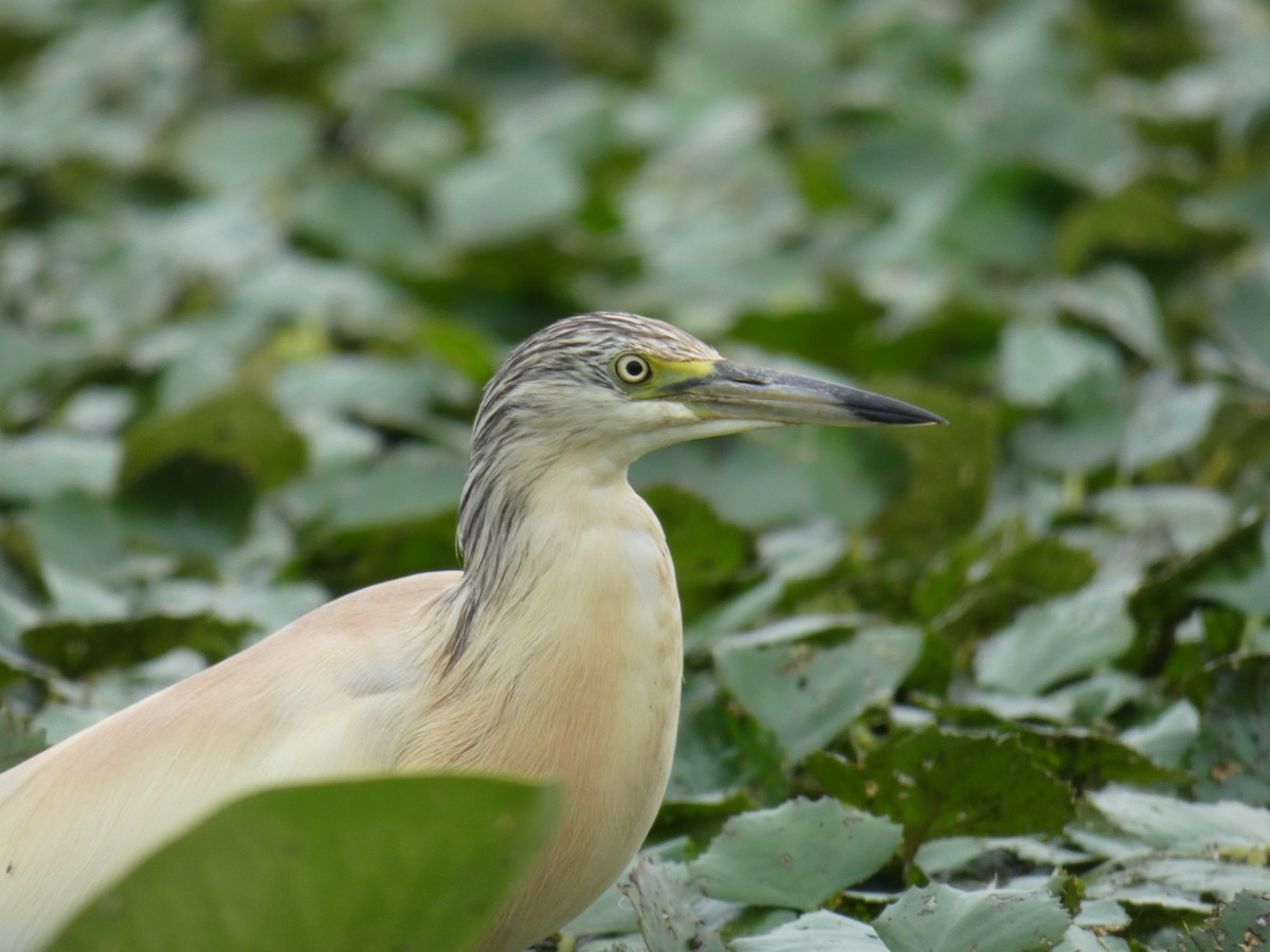 Чапля жовта - ML646890430