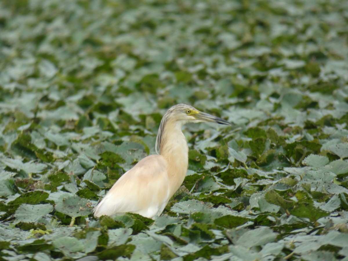 Чапля жовта - ML646890431