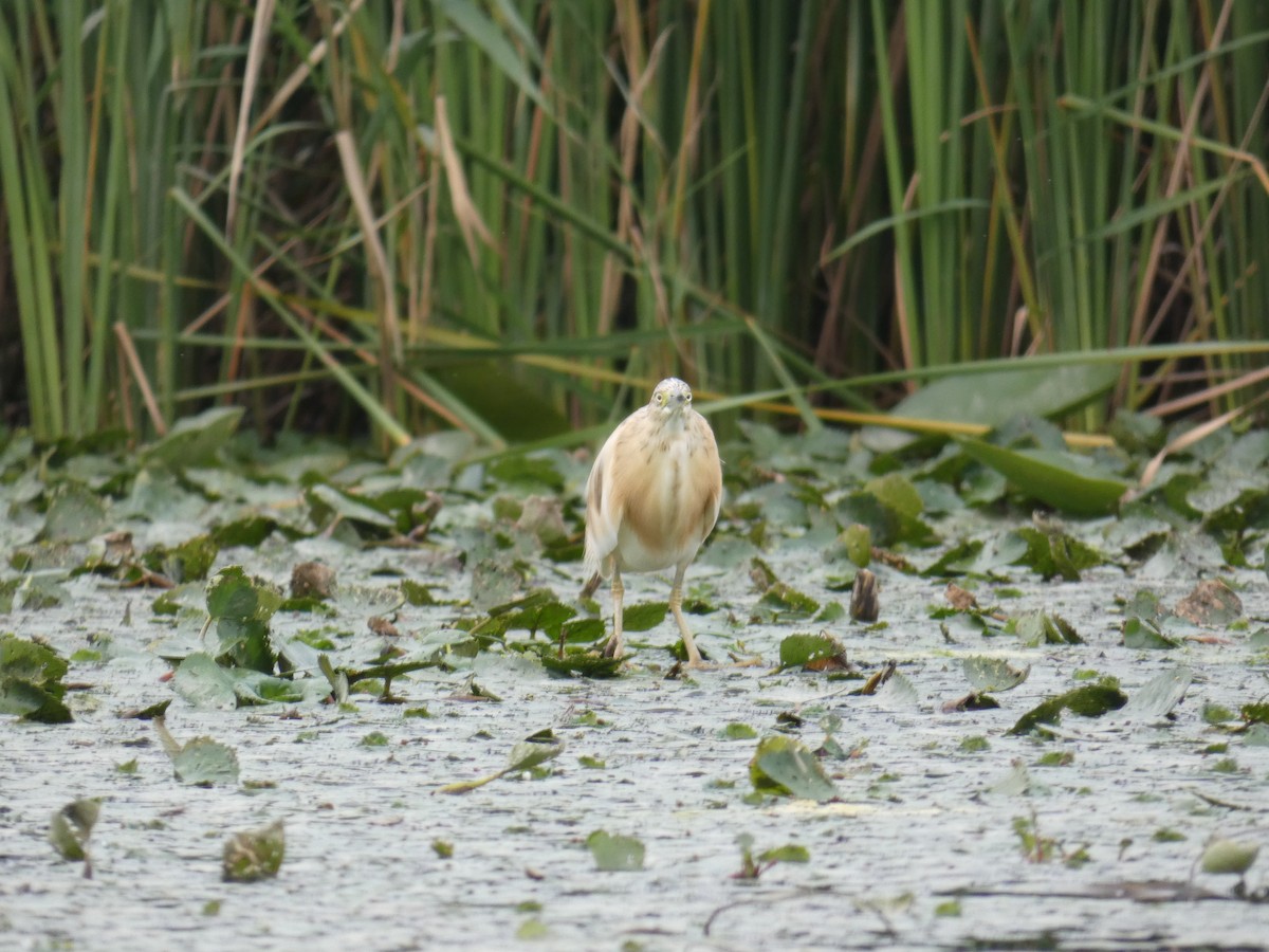 Чапля жовта - ML646890432
