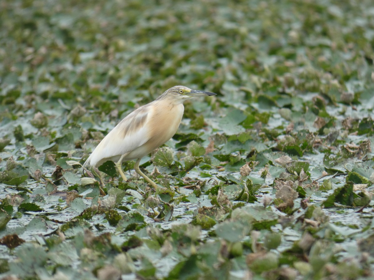 Чапля жовта - ML646890433