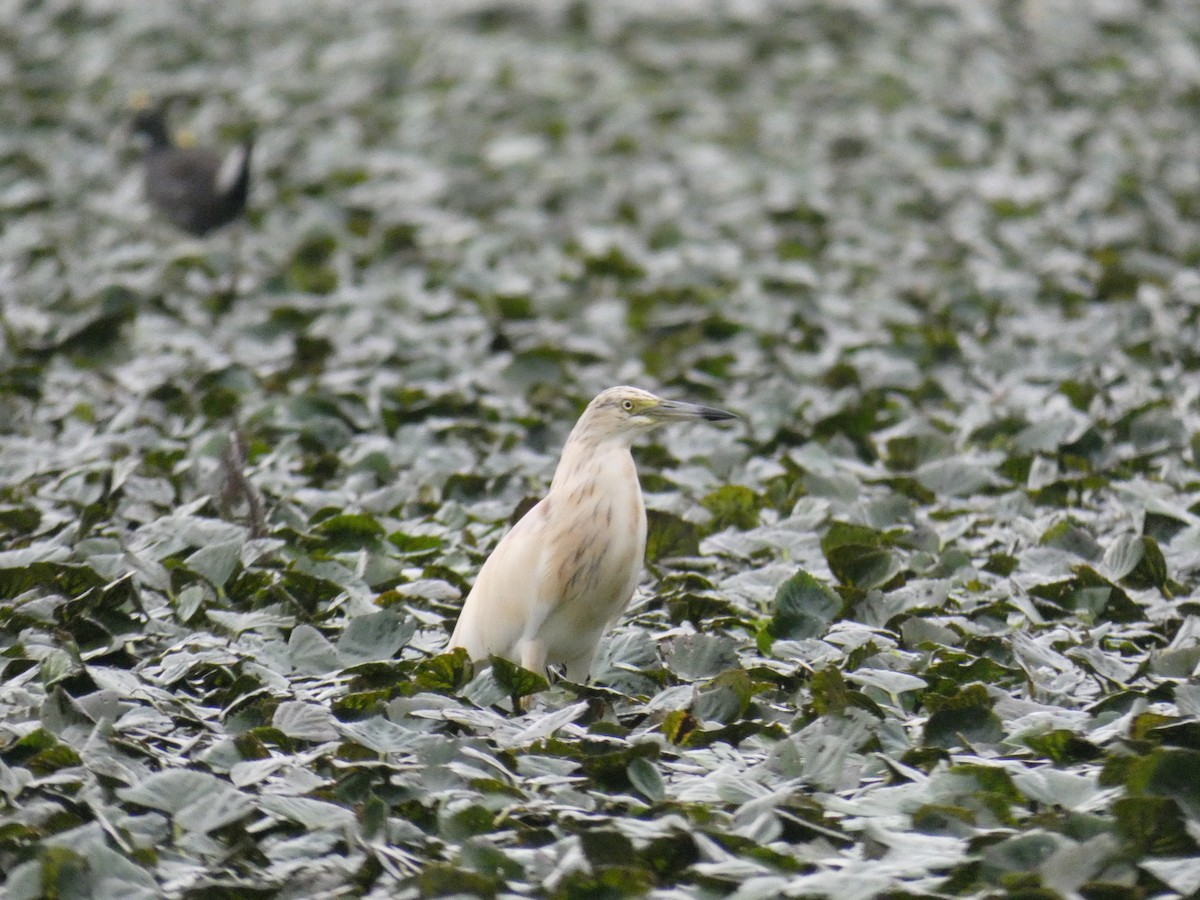 Squacco Heron - ML646890442