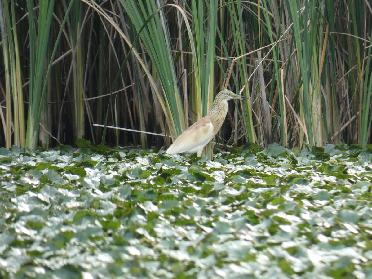 Squacco Heron - ML646890443