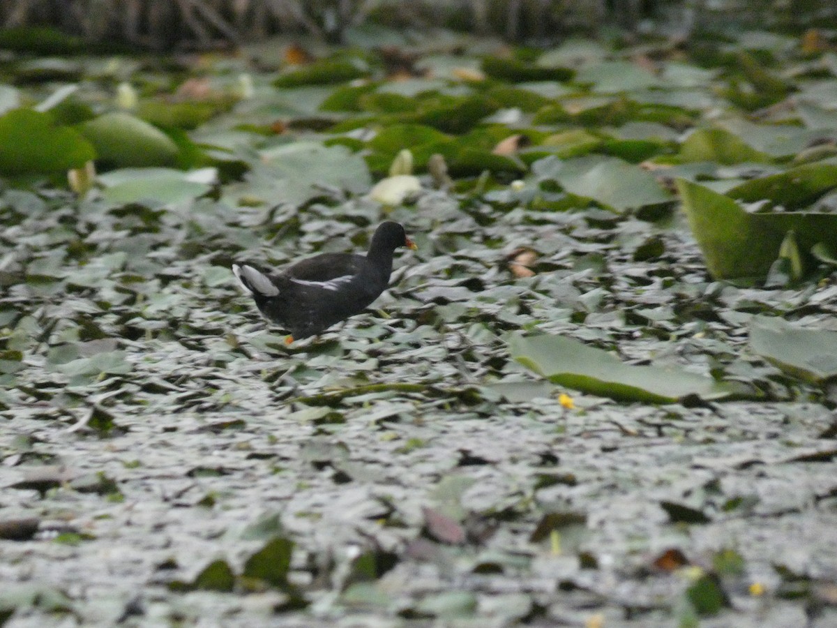 Eurasian Moorhen - ML646890447