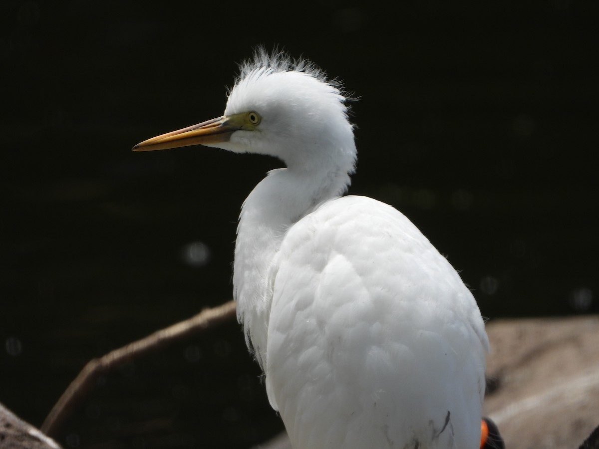 Чапля єгипетська східна - ML646890454