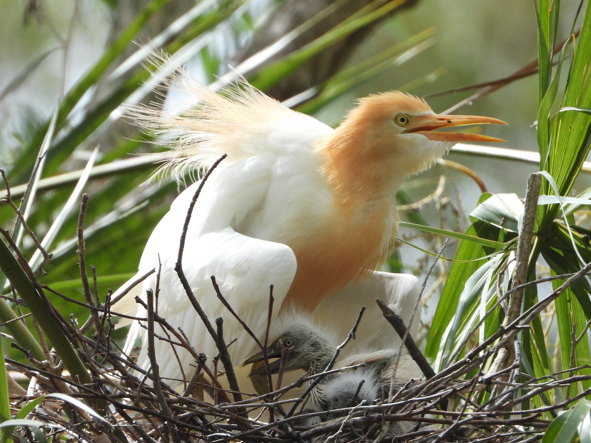 Чапля єгипетська східна - ML646890455