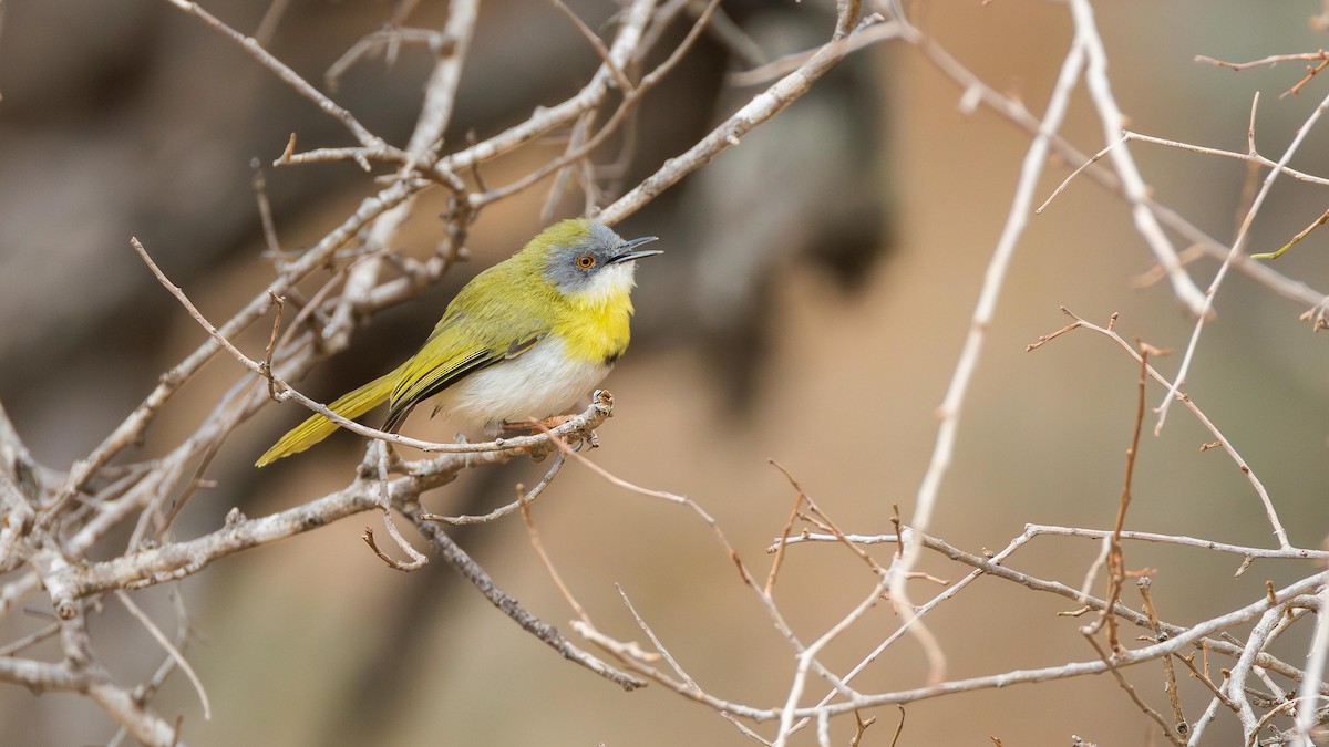 Yellow-breasted Apalis (Yellow-breasted) - ML646890458