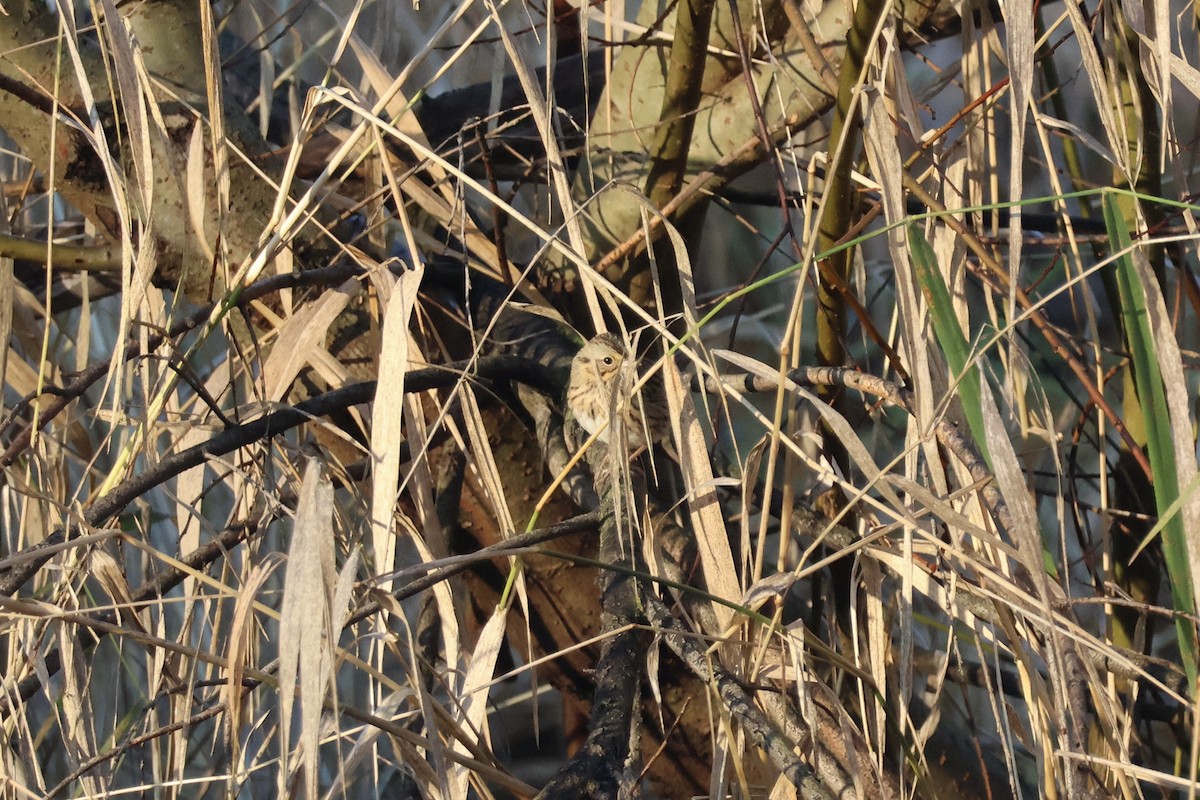 Lincoln's Sparrow - ML646890459