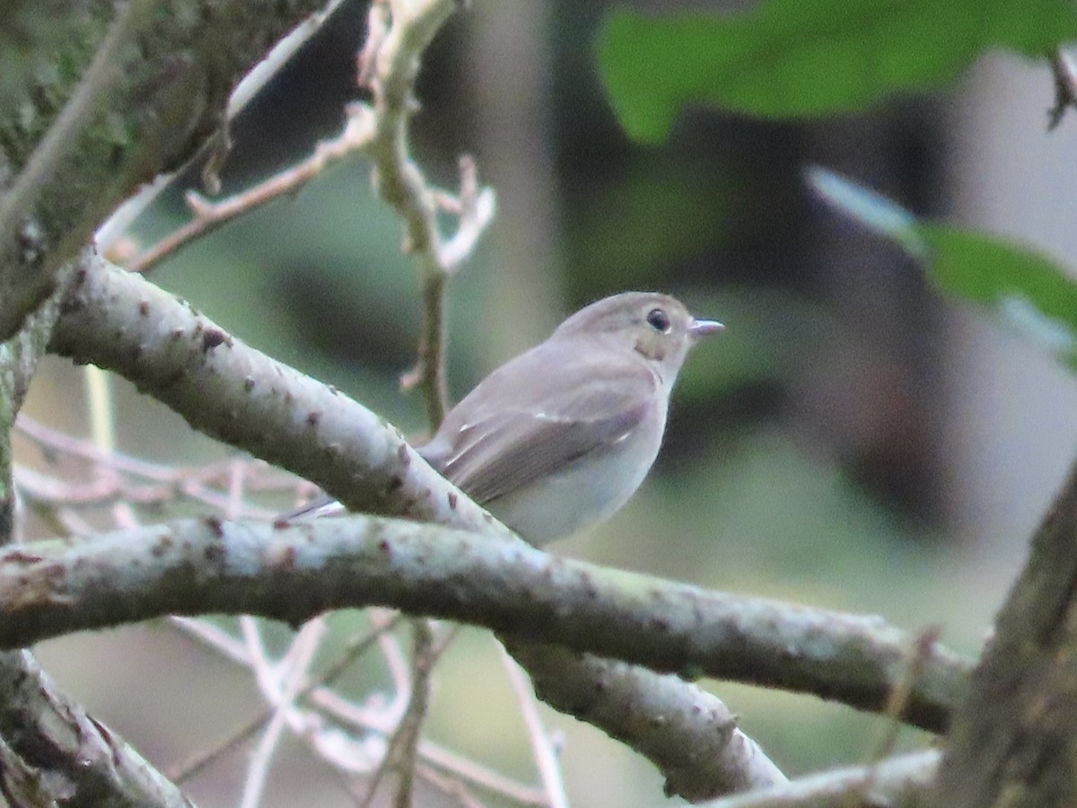 Мухоловка північна - ML646890460