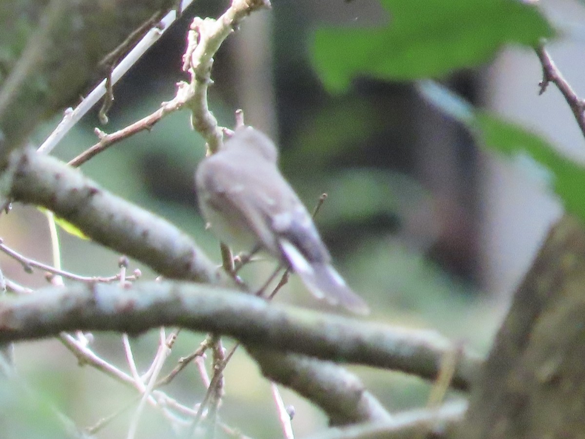 Мухоловка північна - ML646890461