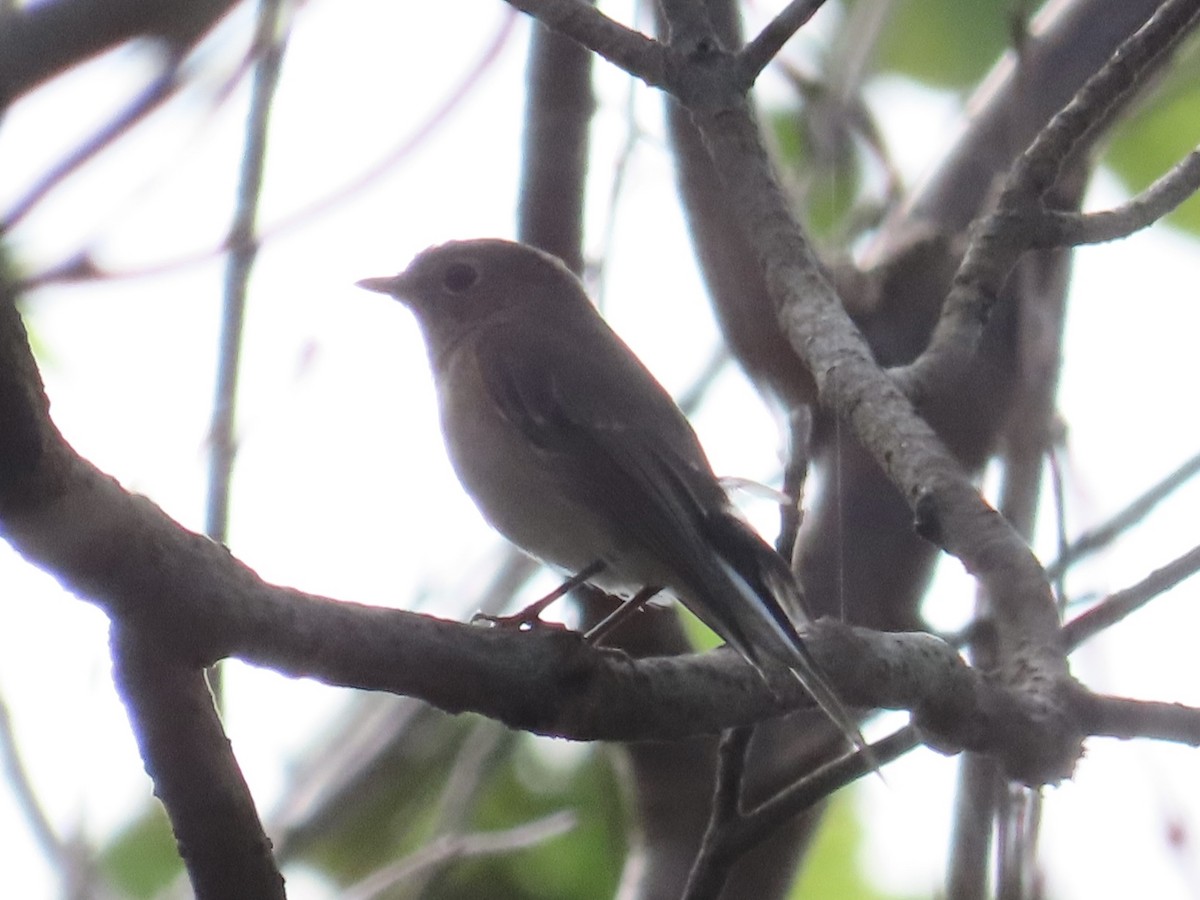 Мухоловка північна - ML646890462